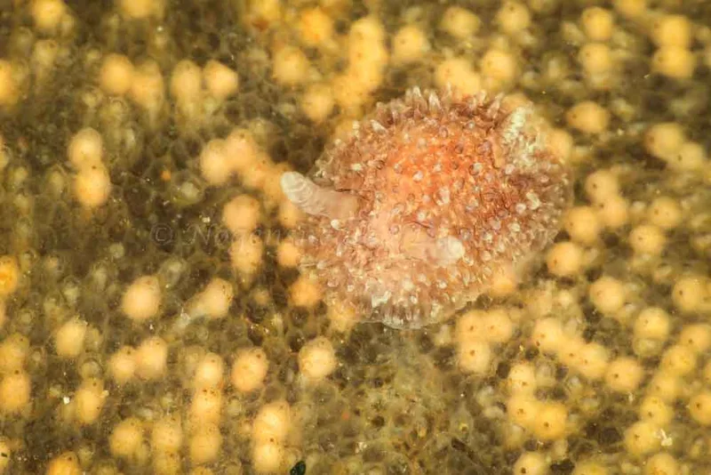 Acanthodoris pilosa - Søbadet - Foto: Poul Erik Rasmussen