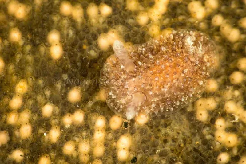 Acanthodoris pilosa - Søbadet - Foto: Poul Erik Rasmussen