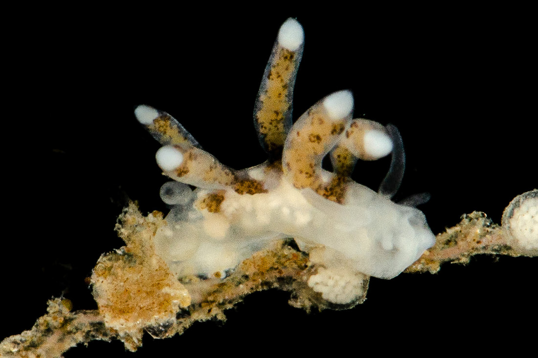 Tergipes tergipes studiebillede (Black Box); kølleformede cerata med hvide spidser og brunlige pletter, langstrakt krop, lange rhinoforer.