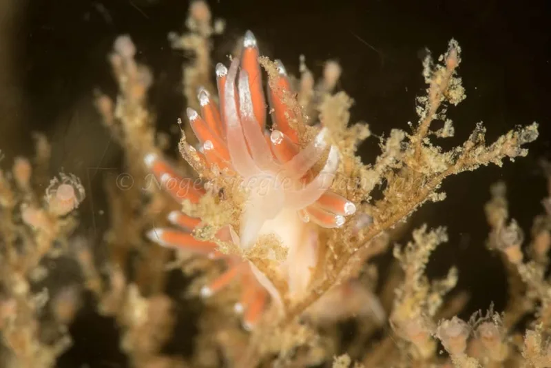 Coryphella gracilis - Søbadet - Foto: Poul Erik Rasmussen