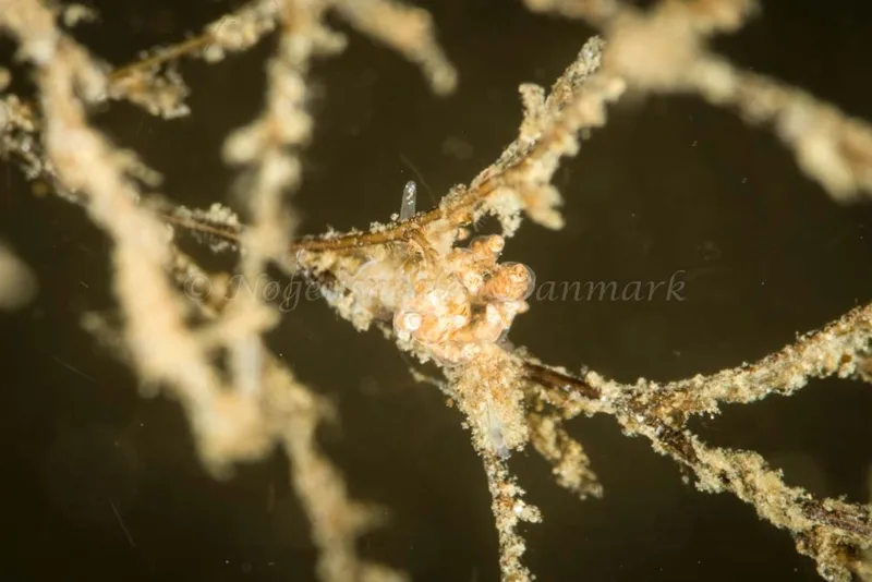 Eubranchus scintillans - Søbadet - Foto: Poul Erik Rasmussen