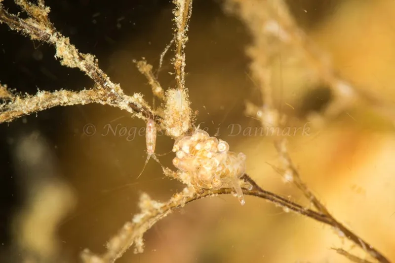Eubranchus scintillans - Søbadet - Foto: Poul Erik Rasmussen