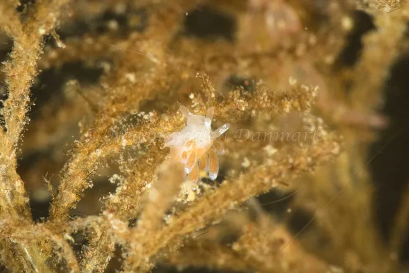 Cuthonella concinna - Snoghøj - Foto: Poul Erik Rasmussen
