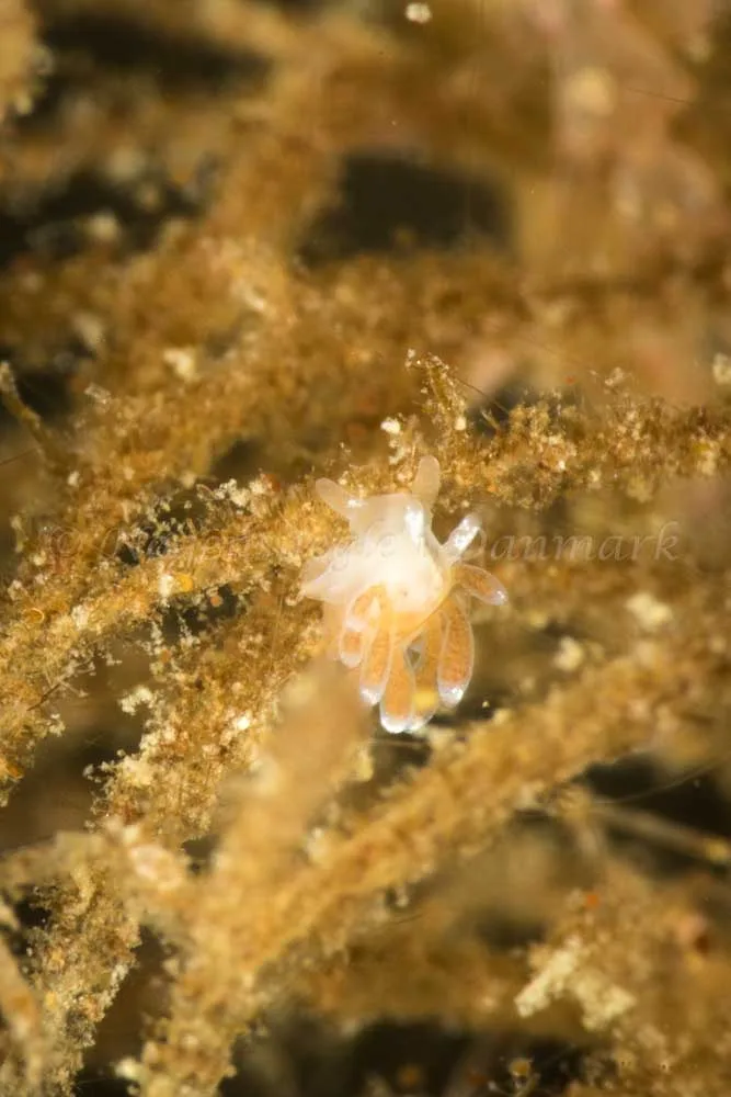 Cuthonella concinna - Snoghøj - Foto: Poul Erik Rasmussen