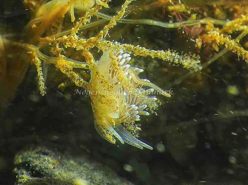 Cuthonella concinna - Lyngsbo Strand - Foto: Jens Egon Jørgensen