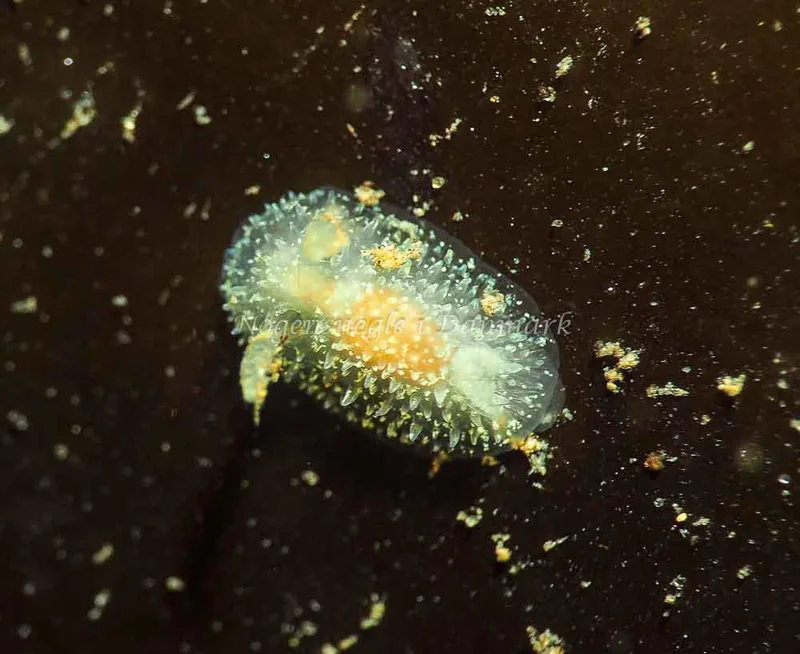 Acanthodoris pilosa - Lyngsbo Strand - Foto: Jens Egon Jørgensen