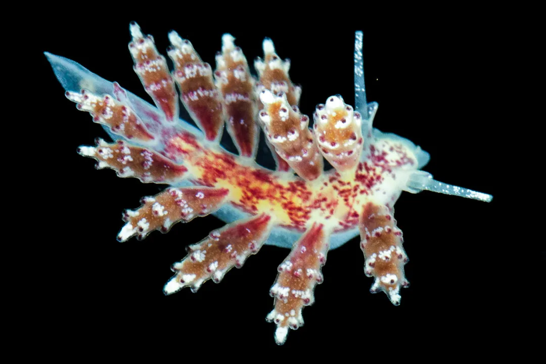 Diaphorodoris luteocincta hvid dorid med rødt pigmentfelt, gult kappebånd, rhinoforer og langt haleafsnit.