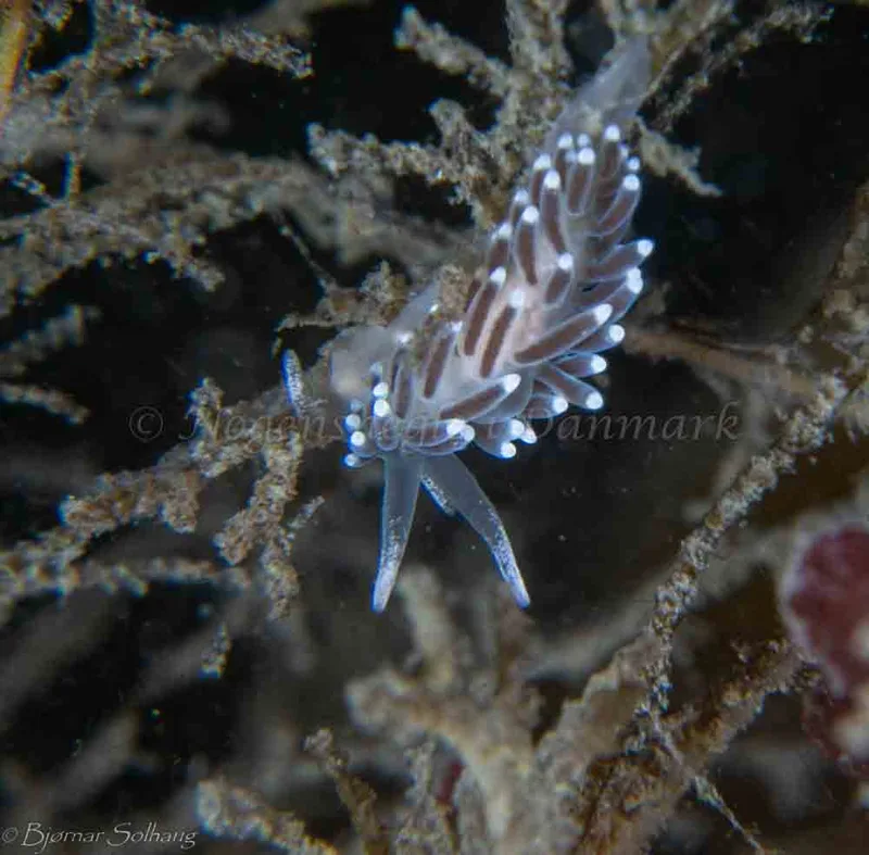 Cuthonella concinna - Ammoniakhavnen - Foto: Bjørnar Solhaug