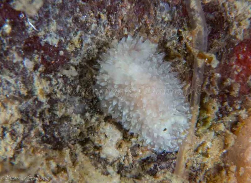 Acanthodoris pilosa - Ammoniakhavnen - Foto: Bjørnar Solhaug