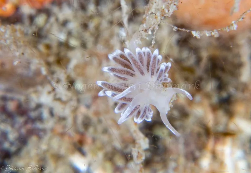 Cuthonella concinna - Ammoniakhavnen - Foto: Bjørnar Solhaug