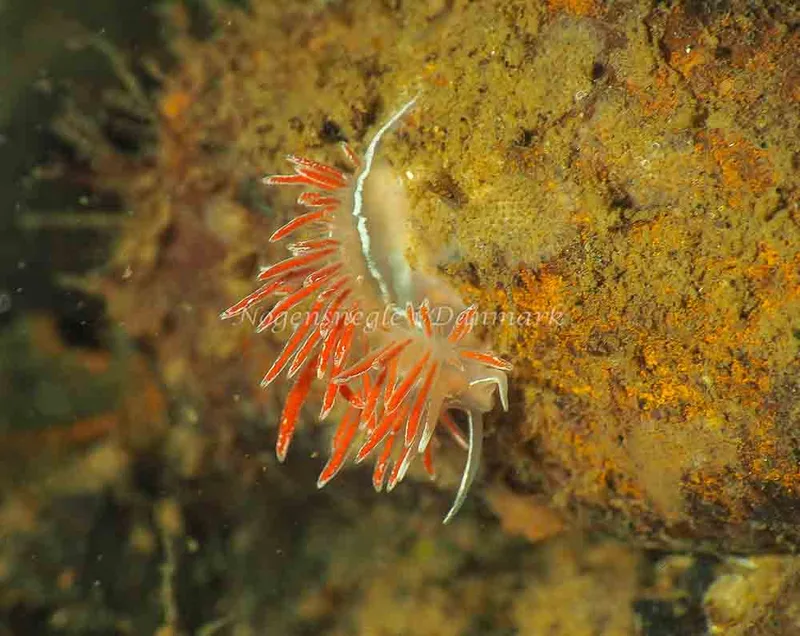 Coryphella monicae - Lyngsbo Strand - Foto: Jens Egon Jørgensen