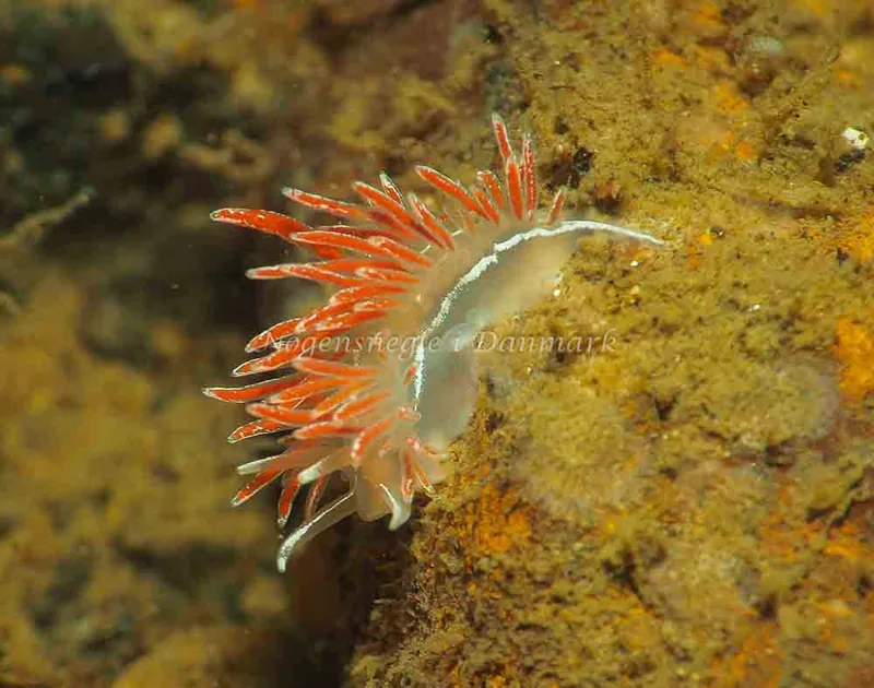 Coryphella monicae - Lyngsbo Strand - Foto: Jens Egon Jørgensen