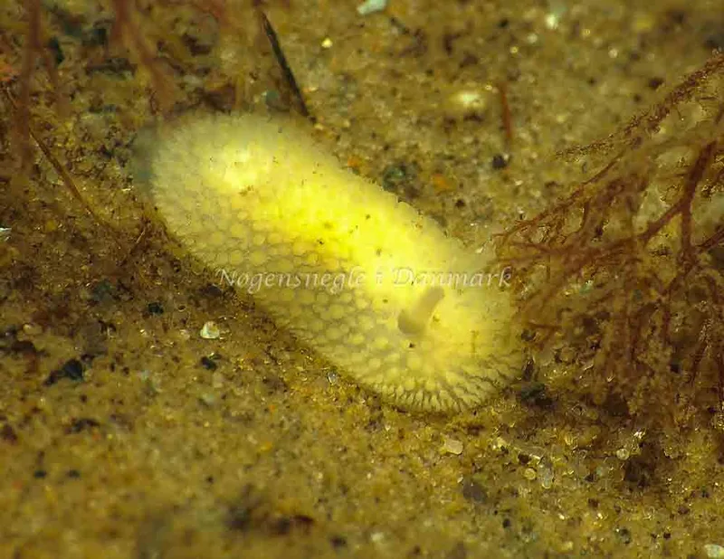 Onchidoris muricata - Lyngsbo Strand - Foto: Jens Egon Jørgensen