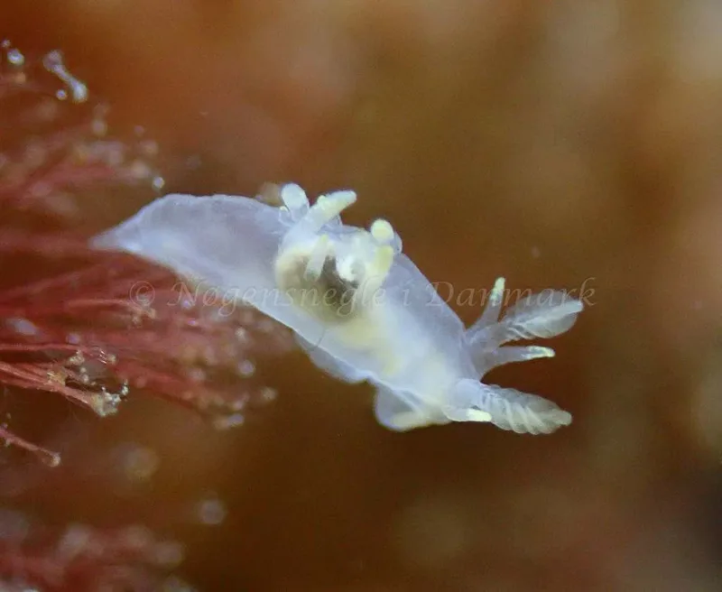 Ancula gibbosa - Aarhus Ø Havn - Foto: Niels-Søren Bøgh