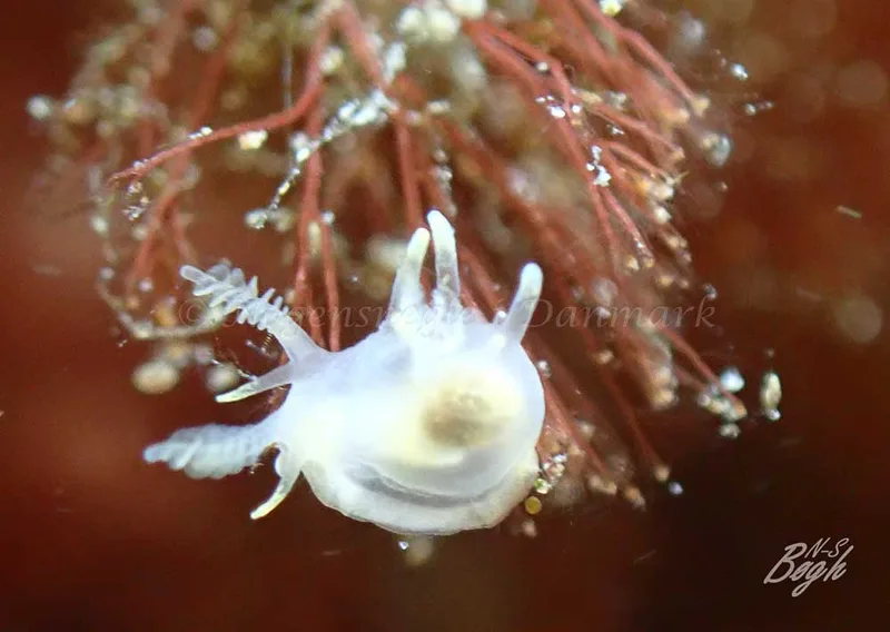 Ancula gibbosa - Aarhus Ø Havn - Foto: Niels-Søren Bøgh