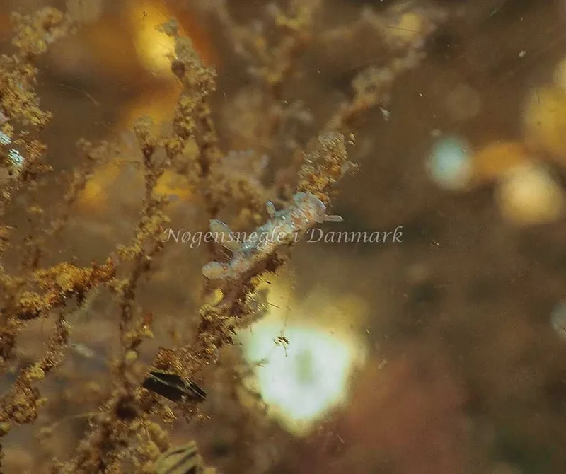 Eubranchus rupium - Kollund Lillestrand - Foto: Jens Egon Jørgensen