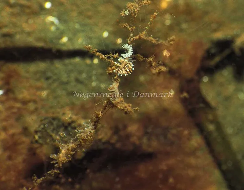 Eubranchus scintillans - Kollund Lillestrand - Foto: Jens Egon Jørgensen