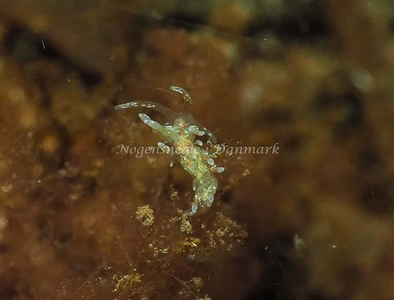 Eubranchus rupium - Kollund Lillestrand - Foto: Jens Egon Jørgensen