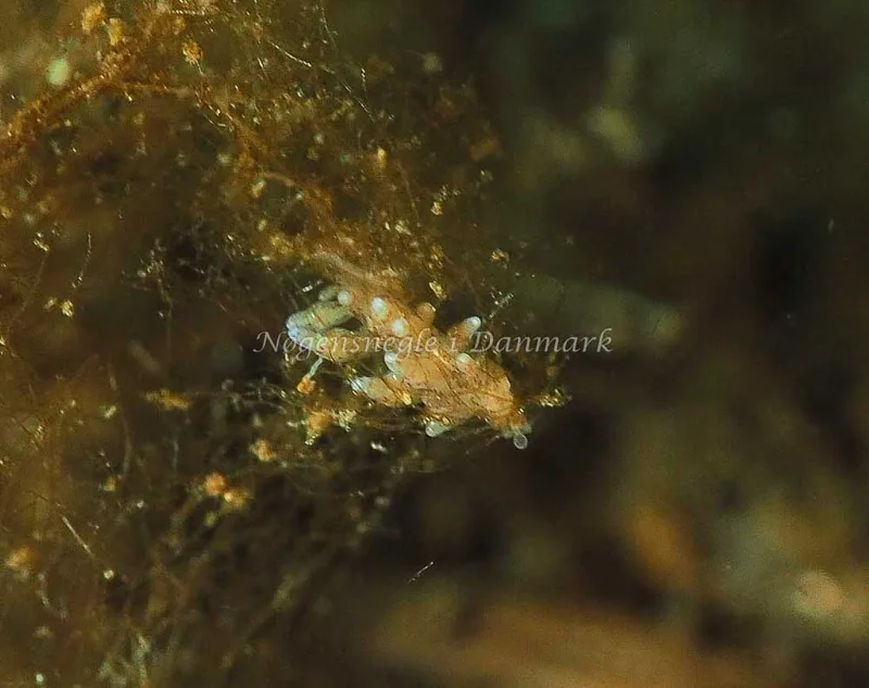 Eubranchus rupium - Kollund Lillestrand - Foto: Jens Egon Jørgensen