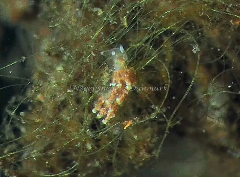 Eubranchus scintillans - Kollund Lillestrand - Foto: Jens Egon Jørgensen