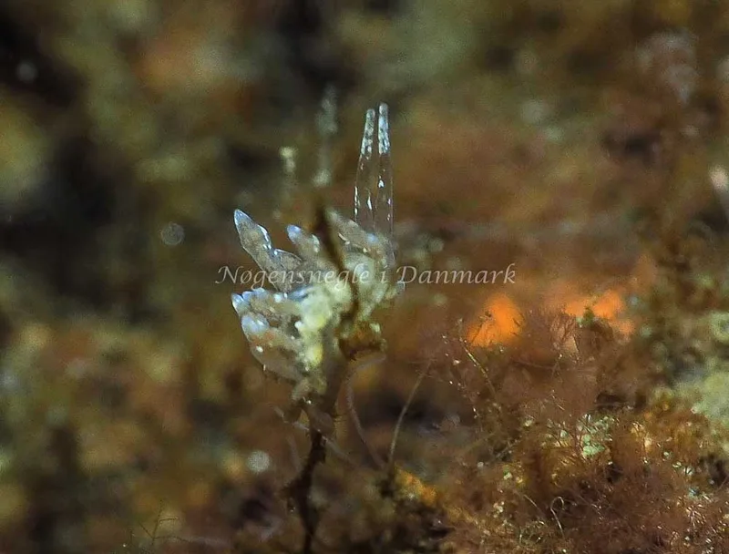 Eubranchus rupium - Kollund Lillestrand - Foto: Jens Egon Jørgensen