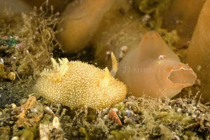 Acanthodoris pilosa - Ærøsundfærgen (Vrag) - Foto: Klaus Kevin Kristensen