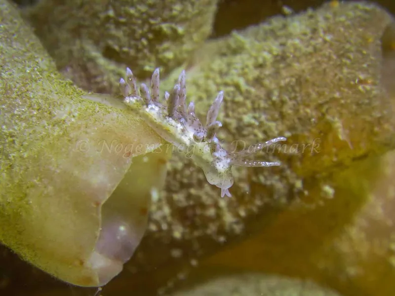 Eubranchus rupium - Ærøsundfærgen (Vrag) - Foto: Claus Neupart