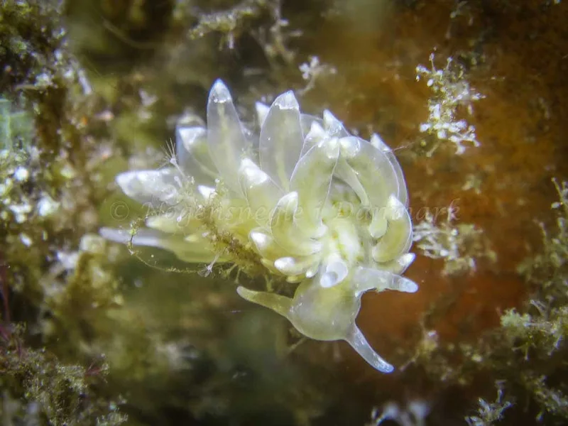 Amphorina viriola - Ærøsundfærgen (Vrag) - Foto: Claus Neupart