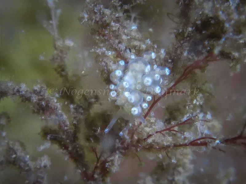 Eubranchus scintillans - Ærøsundfærgen (Vrag) - Foto: Claus Neupart