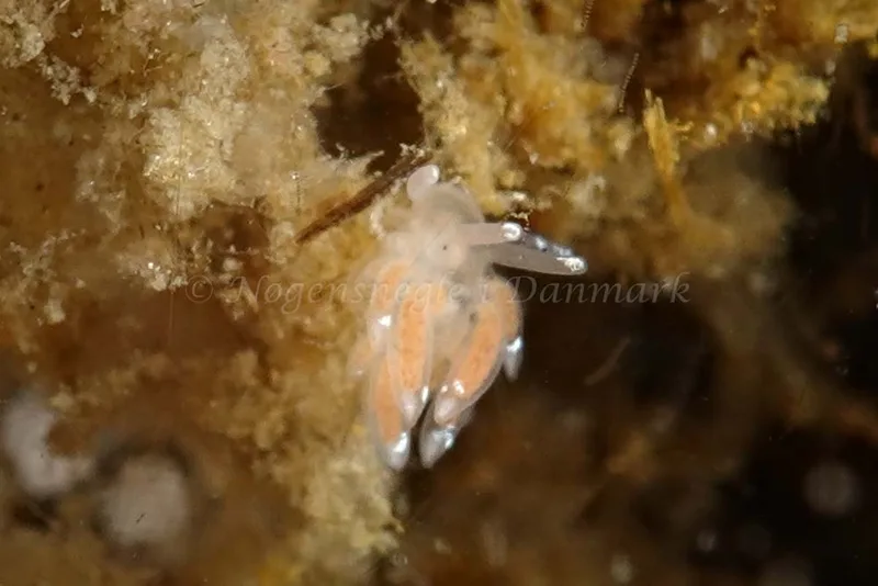 Facelina bostoniensis - Ærøsundfærgen (Vrag) - Foto: Klaus Kevin Kristensen