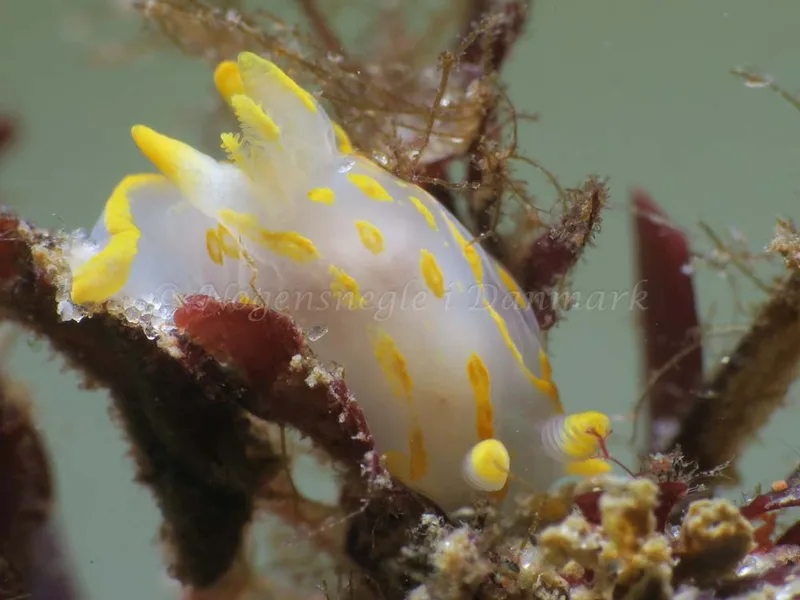 Polycera quadrilineata - Knudshoved Færgehavn - Foto: HP Ølgaard