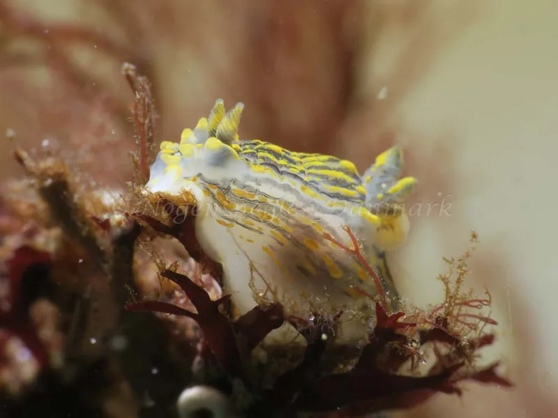 Polycera quadrilineata - Knudshoved Færgehavn - Foto: HP Ølgaard