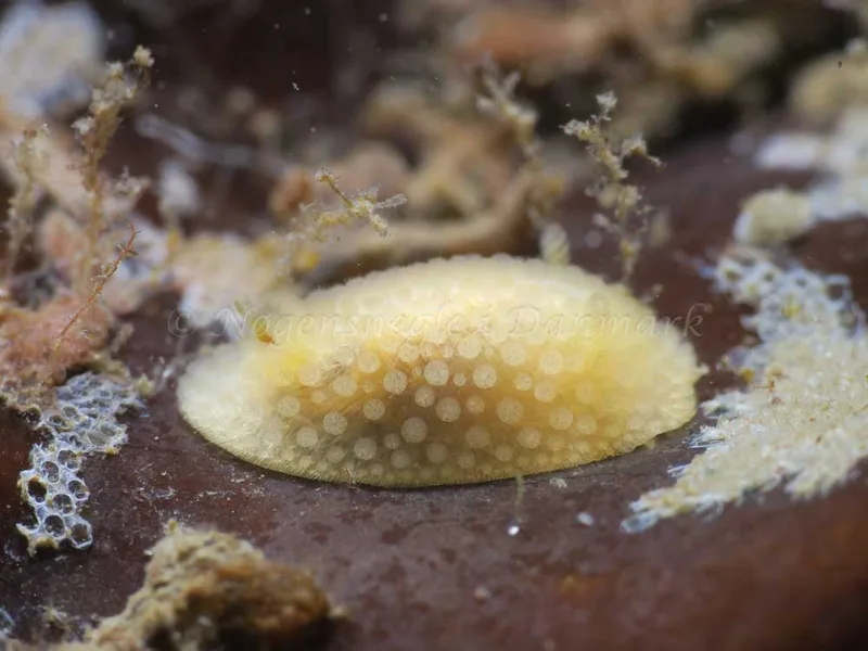 Onchidoris muricata - Knudshoved Færgehavn - Foto: HP Ølgaard