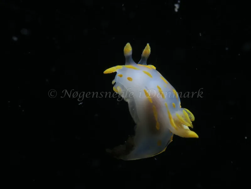 Polycera quadrilineata - Knudshoved Færgehavn - Foto: HP Ølgaard