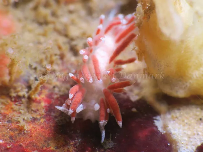 Coryphella gracilis - Ammoniakhavnen - Foto: HP Ølgaard