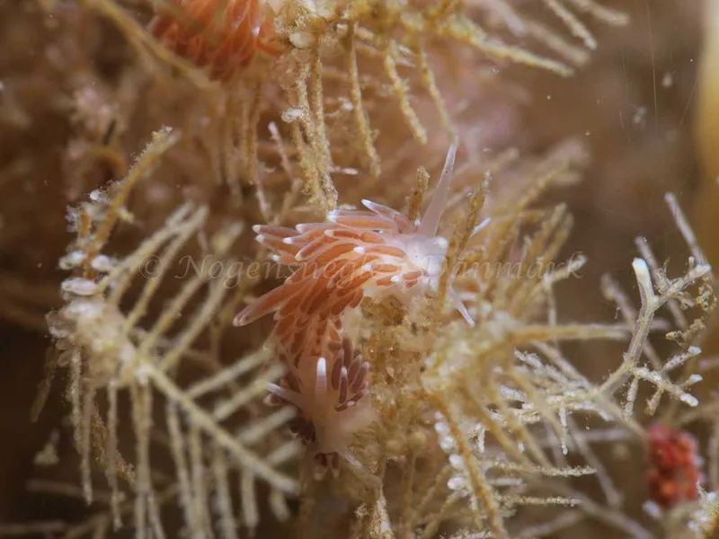 Cuthonella concinna - Ammoniakhavnen - Foto: HP Ølgaard