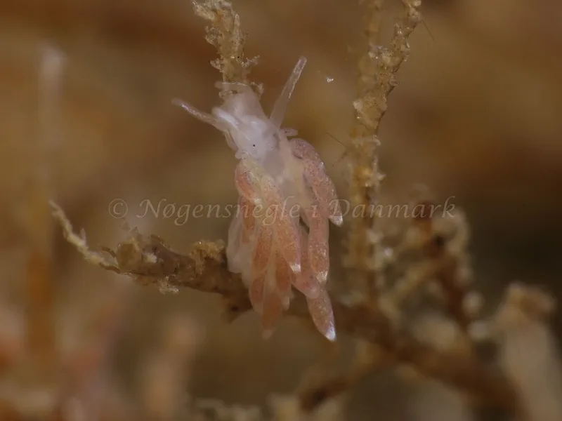 Cuthonella concinna - Ammoniakhavnen - Foto: HP Ølgaard