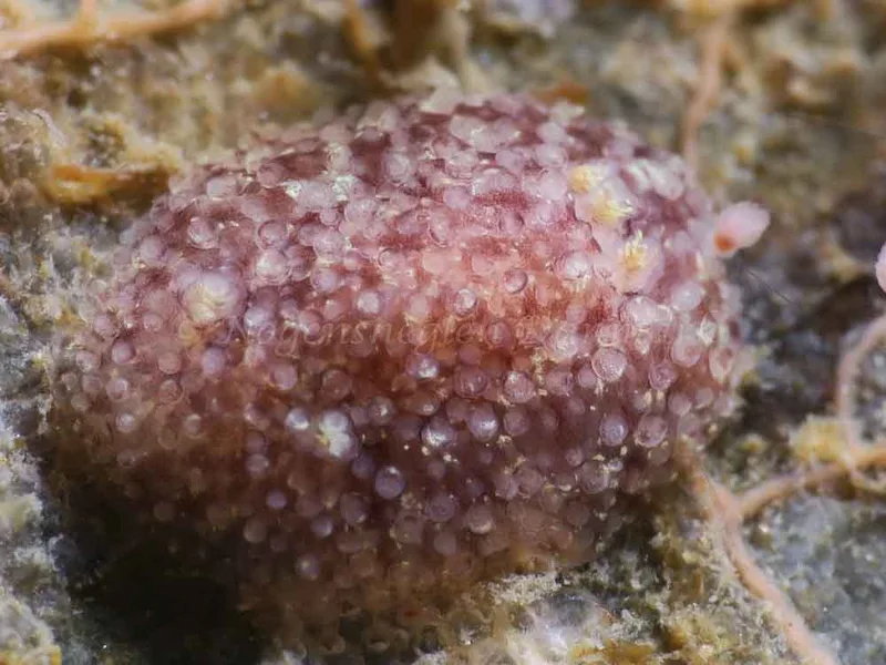 Acanthodoris pilosa - Ammoniakhavnen - Foto: HP Ølgaard