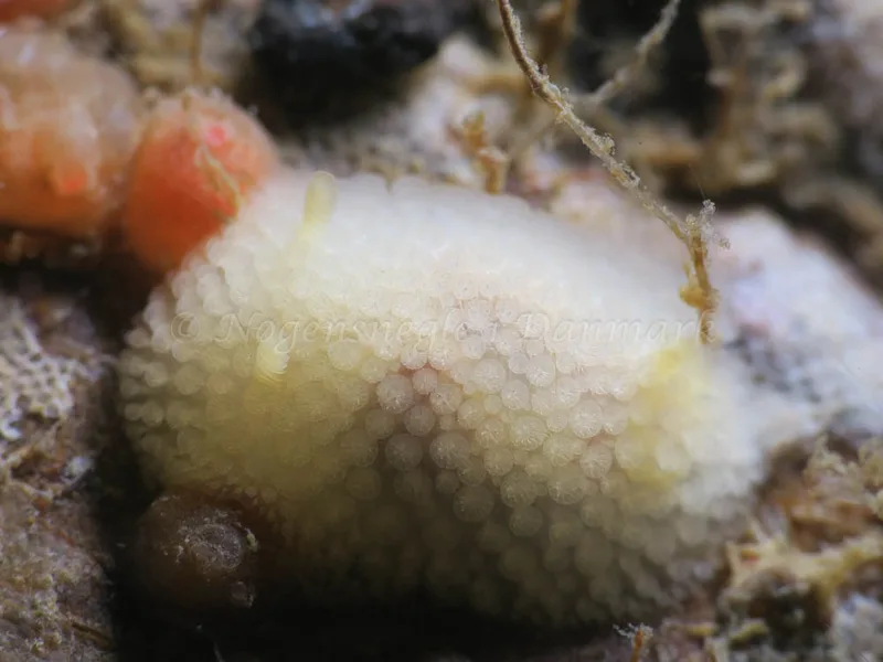 Onchidoris muricata - Ammoniakhavnen - Foto: HP Ølgaard