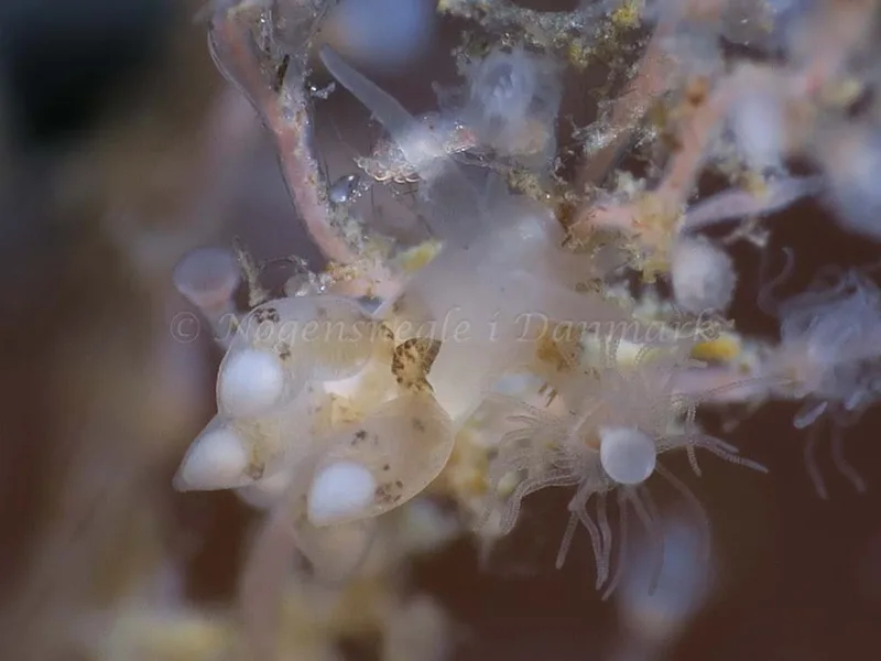 Tergipes tergipes - Ammoniakhavnen - Foto: HP Ølgaard
