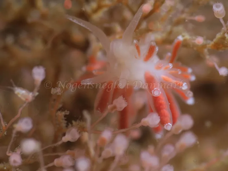 Coryphella gracilis - Ammoniakhavnen - Foto: HP Ølgaard