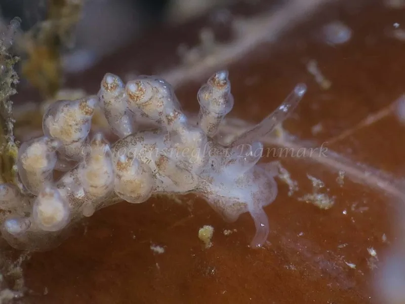Eubranchus scintillans - Ammoniakhavnen - Foto: HP Ølgaard