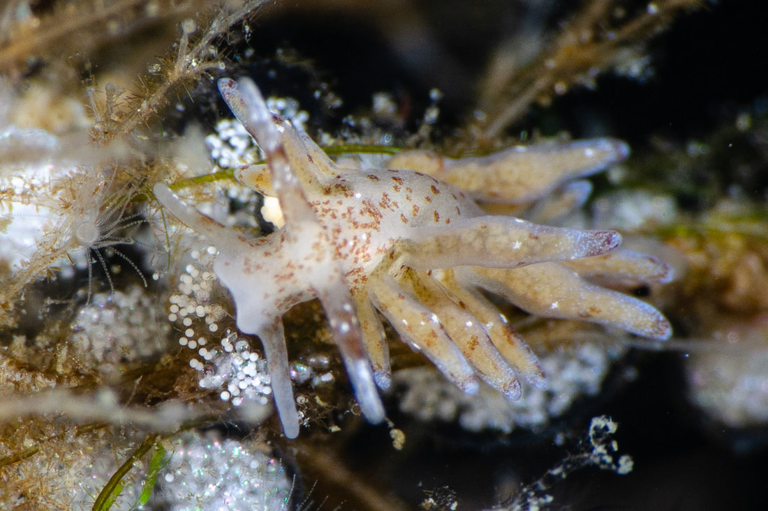 Eubranchulus rupium med rødbrune pletter, lange cerata i grupper og hvide cerataspidser.