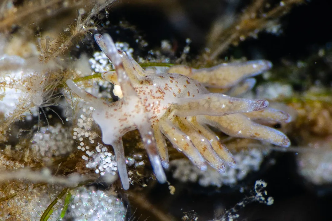 Eubranchulus rupium med rødbrune pletter, lange cerata i grupper og hvide cerataspidser.
