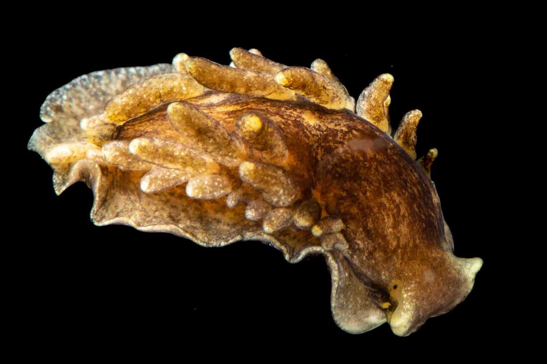 Alderia modesta studiebillede (Black Box) med brunplettet krop, korte kølleformede cerata og korte glatte rhinoforer.