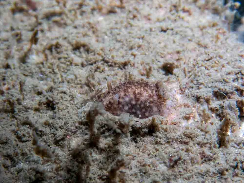 Onchidoris bilamellata - Trykkerdammen - Foto: Kenneth Krull