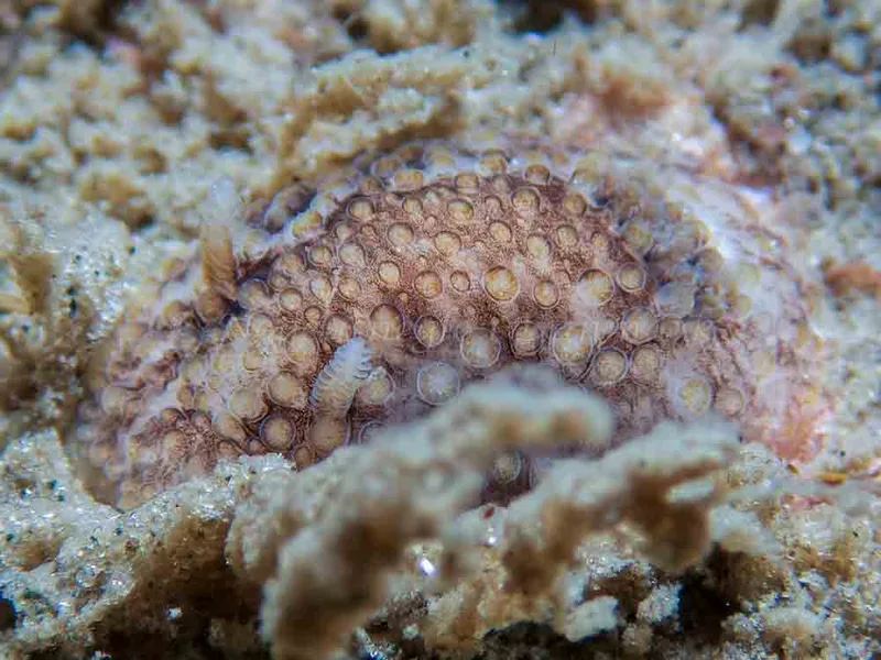Onchidoris bilamellata - Trykkerdammen - Foto: Kenneth Krull