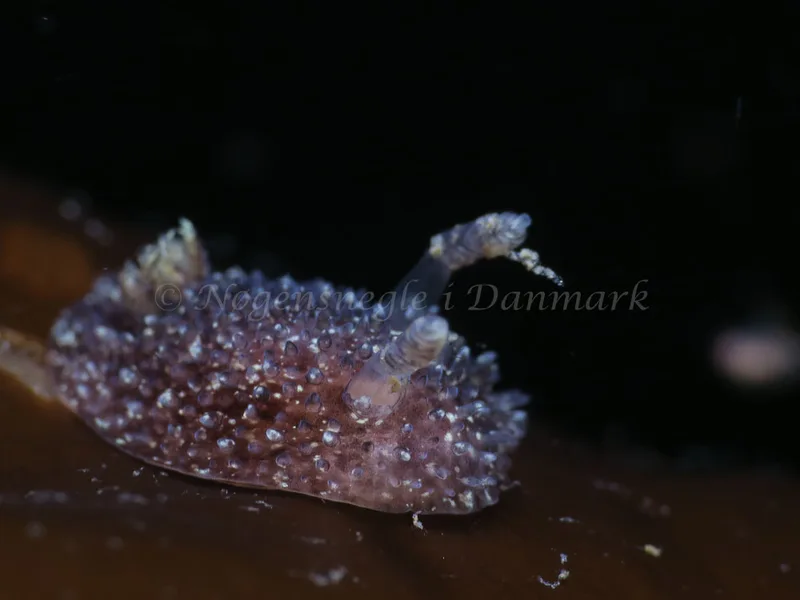 Acanthodoris pilosa - Ammoniakhavnen - Foto: HP Ølgaard