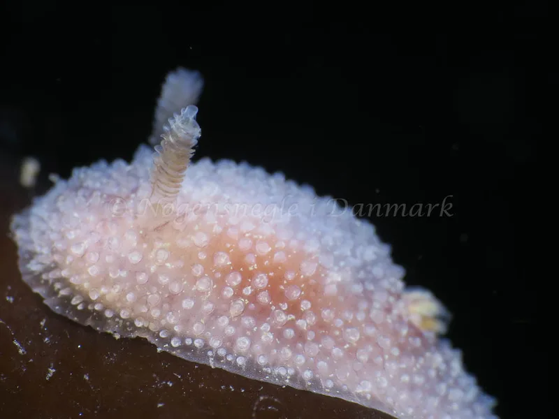 Acanthodoris pilosa - Ammoniakhavnen - Foto: HP Ølgaard