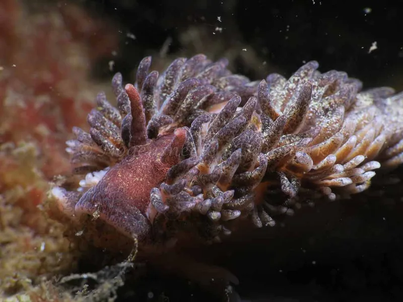 Aeolidia papillosa - Ammoniakhavnen - Foto: HP Ølgaard